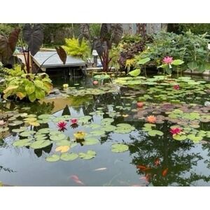 Hardy Water Lily Rhizomes Mixed Colors Live Pond Plant Winter Hardy Tubers